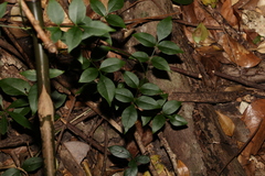 Pandorea jasminoides