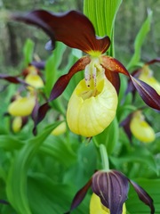 Cypripedium calceolus