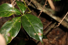 Cissus sterculiifolia