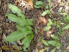 Rumex japonicus