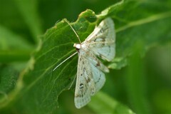 Parapoynx stratiotata