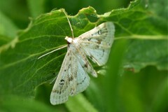 Parapoynx stratiotata