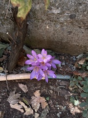 Colchicum stevenii