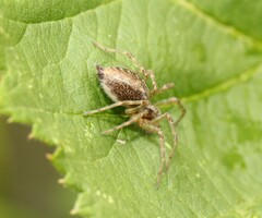 Allagelena gracilens