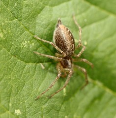 Allagelena gracilens