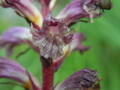 Orobanche minor