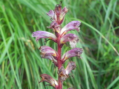 Orobanche minor