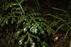 Stenocarpus sinuatus