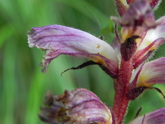 Orobanche minor