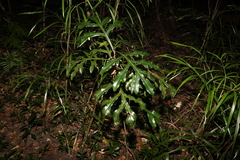 Stenocarpus sinuatus
