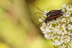 Anastrangalia dubia