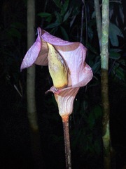 Amorphophallus