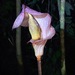 Amorphophallus bufo - Photo (c) Albert Kang, some rights reserved (CC BY-NC), uploaded by Albert Kang