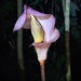 Amorphophallus bufo - Photo (c) Albert Kang, algunos derechos reservados (CC BY-NC), subido por Albert Kang