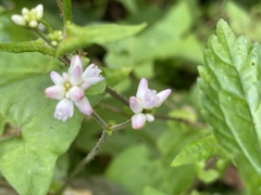 Persicaria senticosa