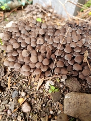 Coprinellus disseminatus