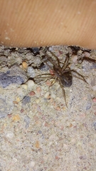 Tegenaria