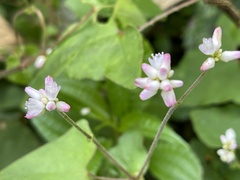Persicaria senticosa