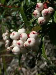 Gaultheria hispida