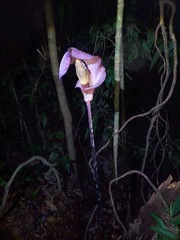 Amorphophallus