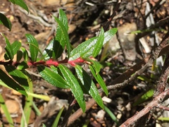Gaultheria hispida