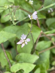 Persicaria senticosa