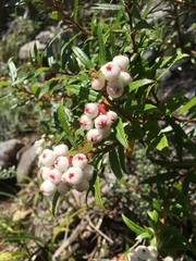 Gaultheria hispida