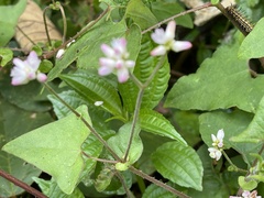 Persicaria senticosa
