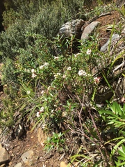 Gaultheria hispida