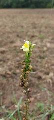 Antirrhineae
