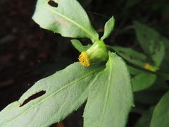 Carpesium divaricatum