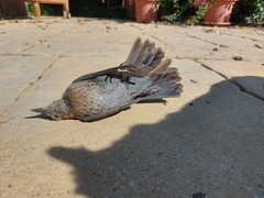 Turdus merula merula