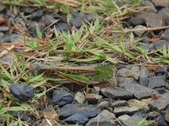 Locusta migratoria