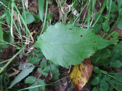 Carpesium divaricatum