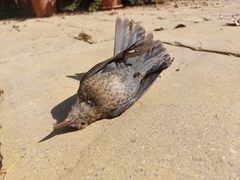 Turdus merula merula