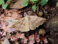 Blasticorhinus unduligera