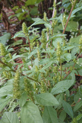 Amaranthus powellii