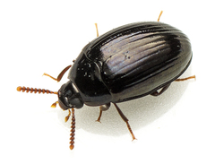 Ceropria peregrina