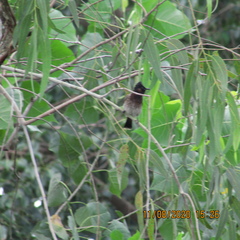Pycnonotus cafer