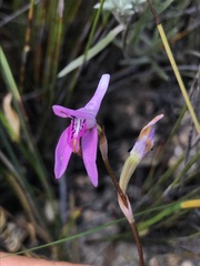 Disa bifida