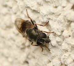 Cheilosia caerulescens