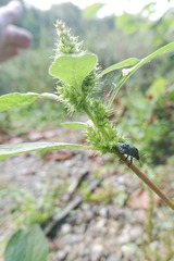 Amaranthus powellii