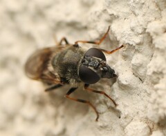 Cheilosia caerulescens