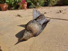 Turdus merula merula