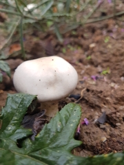 Leucoagaricus leucothites