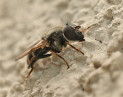 Cheilosia caerulescens
