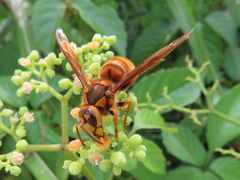 Vespa simillima xanthoptera