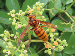 Vespa simillima xanthoptera