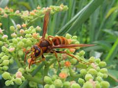 Vespa simillima xanthoptera