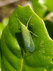 Dictyophara multireticulata